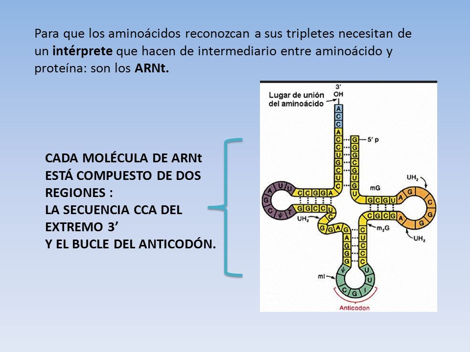 Para que los aminoácidos reconozcan a sus tripletes necesitan de un intérprete que hacen de intermediario entre aminoácido y proteína: son los ARNt.