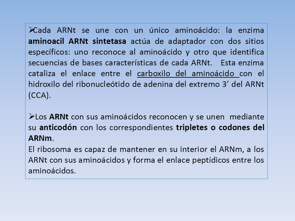 Cada ARNt se une con un único aminoácido: la enzima aminoacil ARNt sintetasa actúa de adaptador con dos sitios específicos: uno reconoce al aminoácido y otro que identifica secuencias de bases características de cada ARNt. Esta enzima cataliza el enlace entre el carboxilo del aminoácido con el hidroxilo del ribonucleótido de adenina del extremo 3’ del ARNt (CCA).