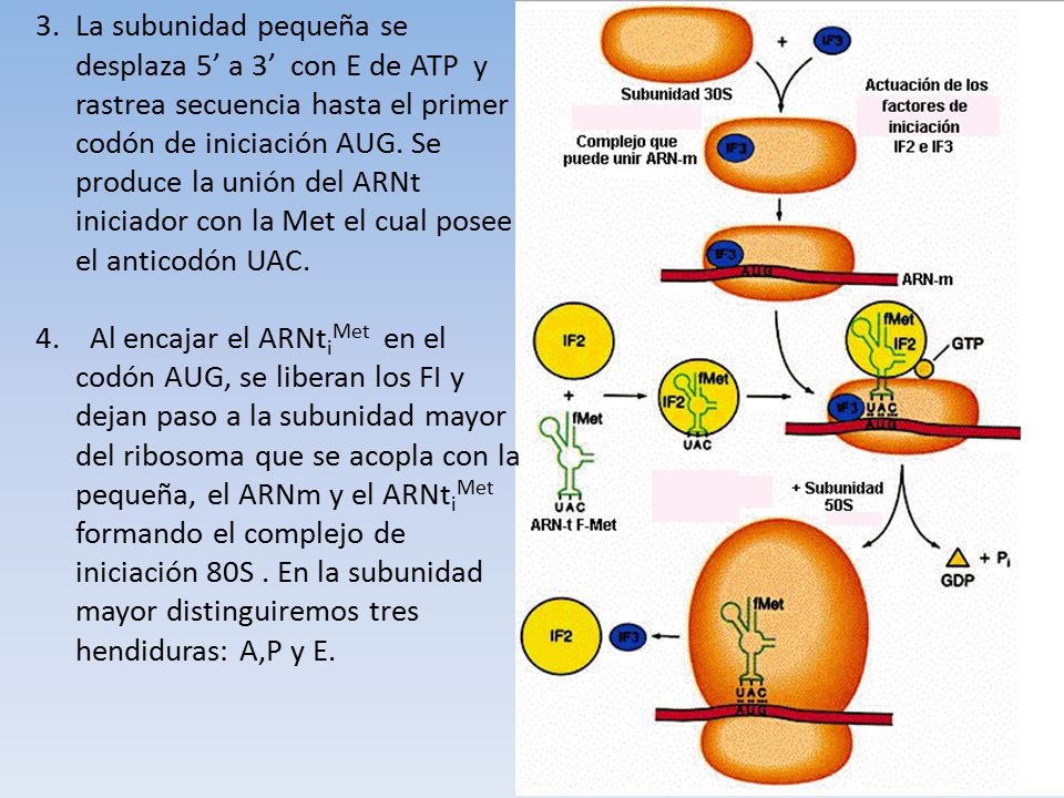 La subunidad pequeña se desplaza 5’ a 3’ con E de ATP y rastrea secuencia hasta el primer codón de iniciación AUG. Se produce la unión del ARNt iniciador con la Met el cual posee el anticodón UAC.