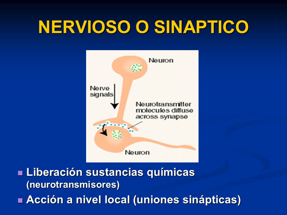 NERVIOSO O SINAPTICO Liberación sustancias químicas (neurotransmisores) Acción a nivel local (uniones sinápticas)
