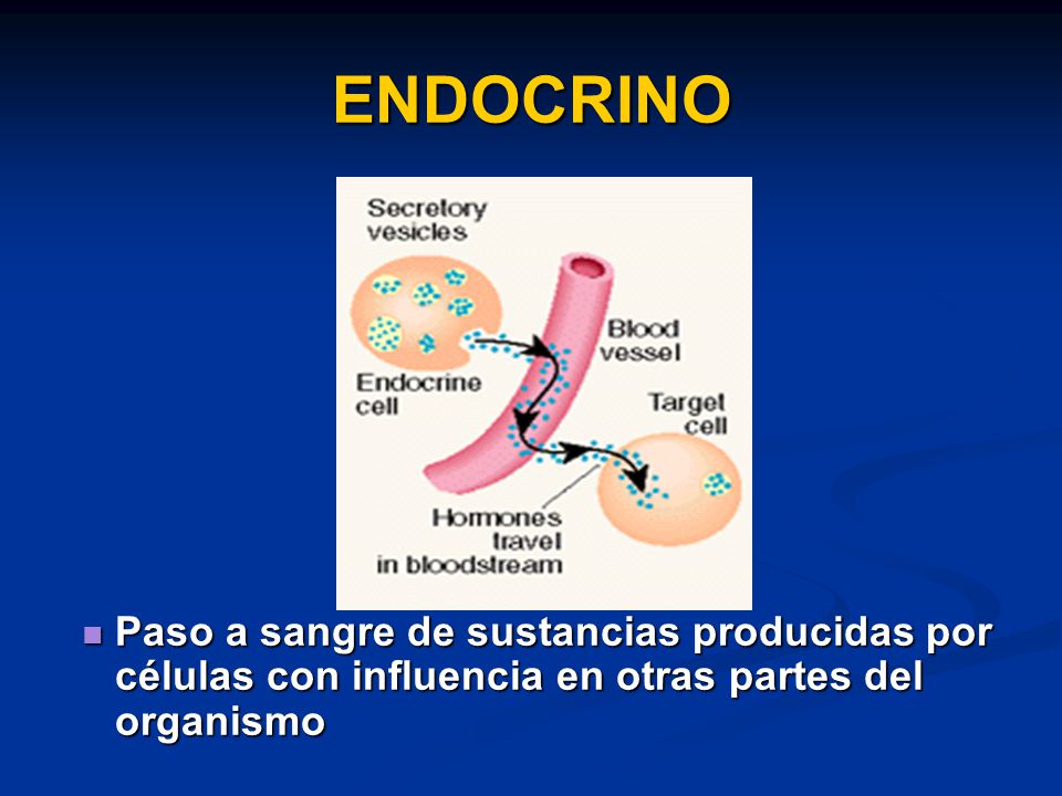 ENDOCRINO Paso a sangre de sustancias producidas por células con influencia en otras partes del organismo.