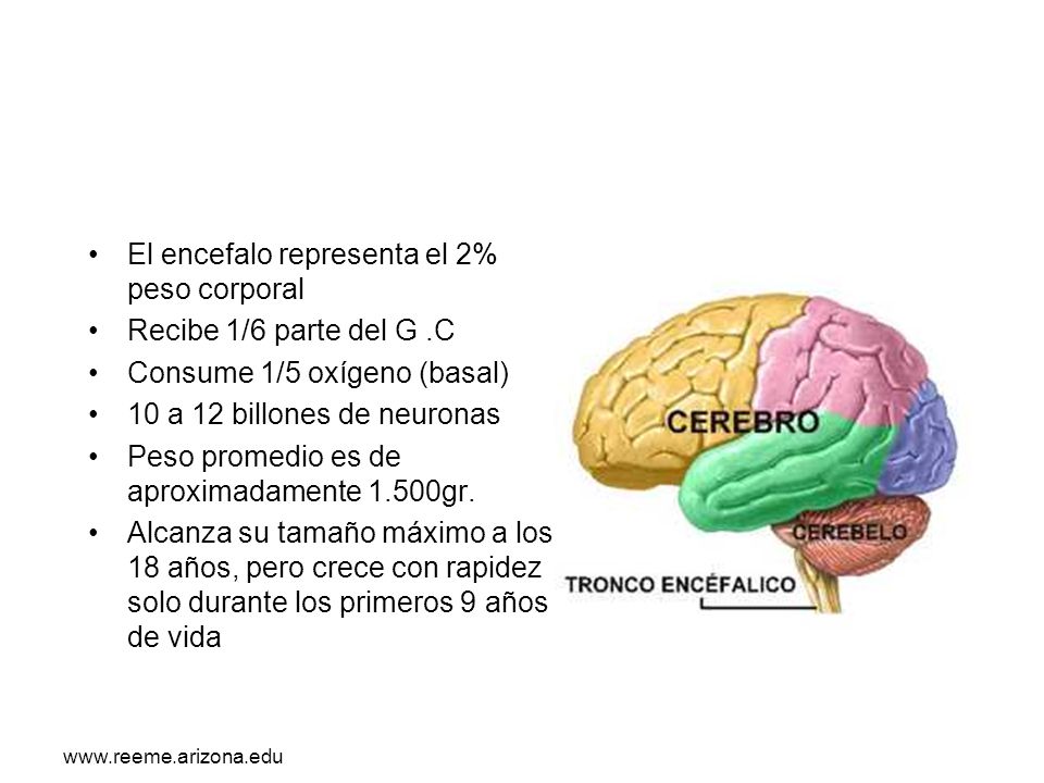 El encefalo representa el 2% peso corporal Recibe 1/6 parte del G .C
