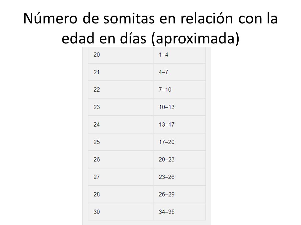 Número de somitas en relación con la edad en días (aproximada)