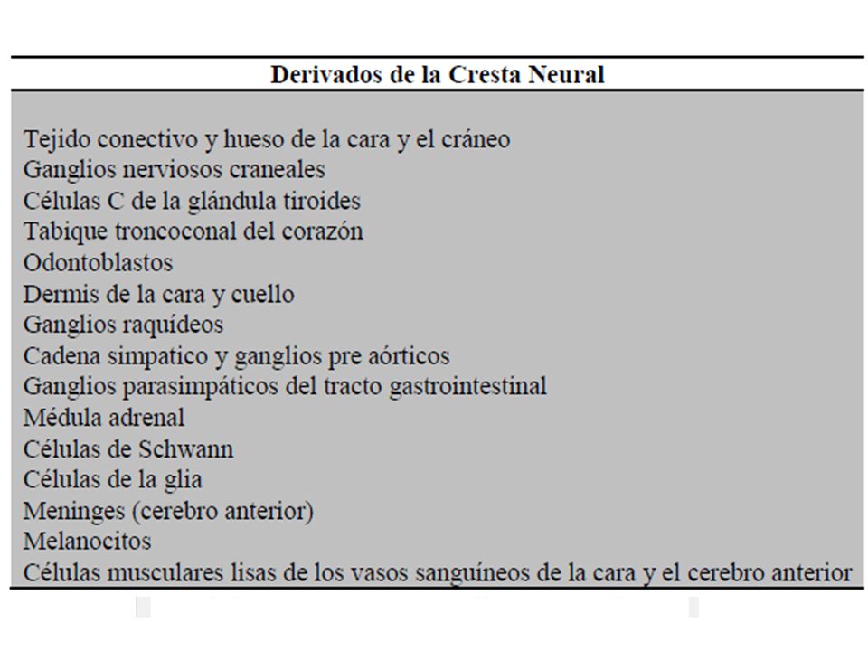 Cresta Neural Población celular del neuroectodermo que migra hacia el mesodermo subyacente.