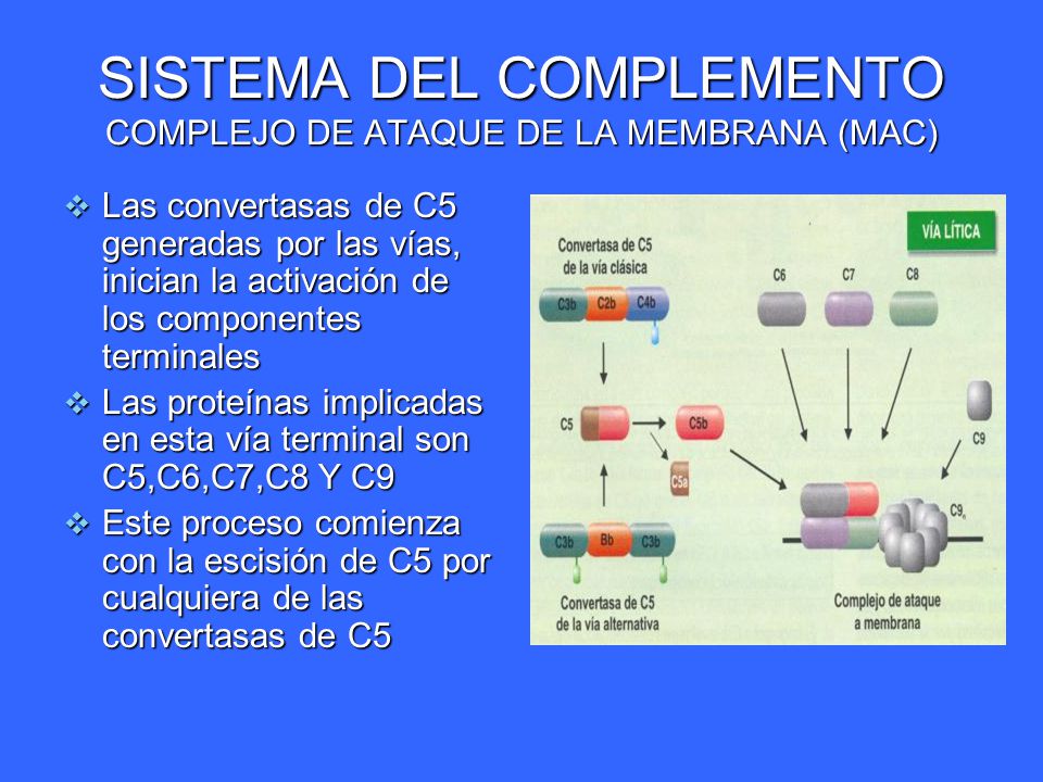 SISTEMA DEL COMPLEMENTO COMPLEJO DE ATAQUE DE LA MEMBRANA (MAC)