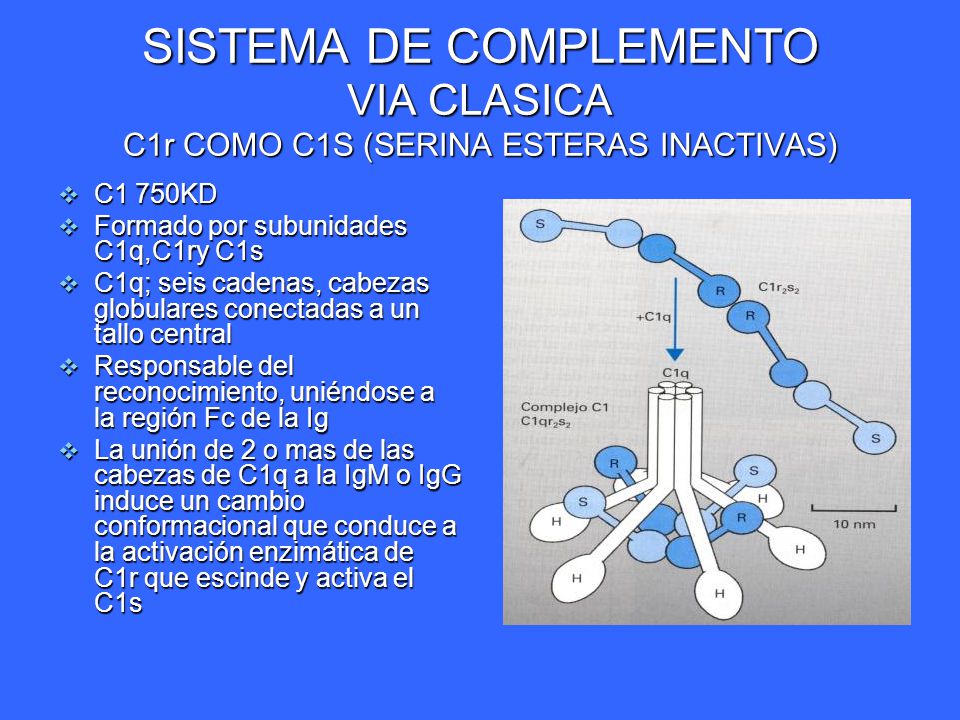 SISTEMA DE COMPLEMENTO VIA CLASICA C1r COMO C1S (SERINA ESTERAS INACTIVAS)