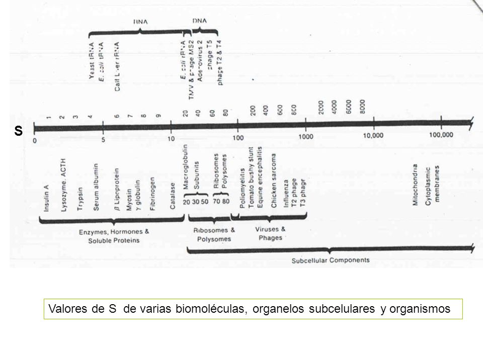 S Valores de S de varias biomoléculas, organelos subcelulares y organismos