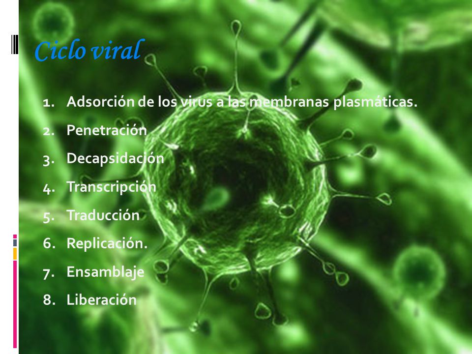 Ciclo viral Adsorción de los virus a las membranas plasmáticas.