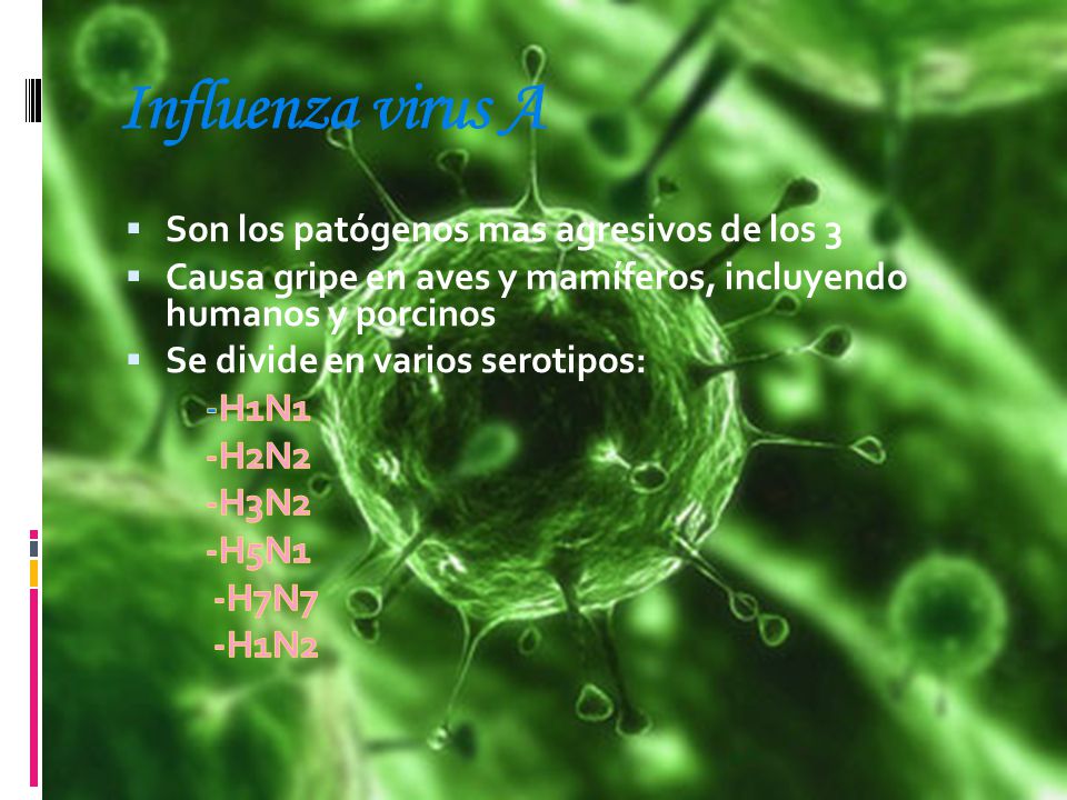 Influenza virus A Son los patógenos mas agresivos de los 3