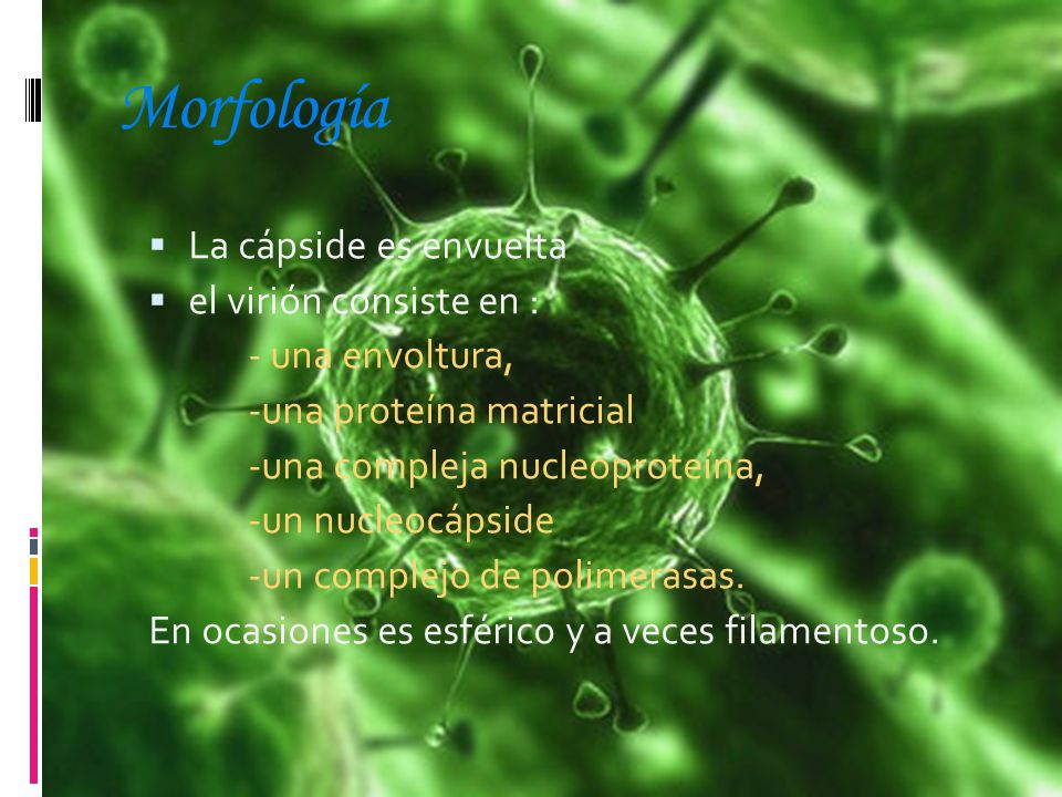 Morfología La cápside es envuelta el virión consiste en :