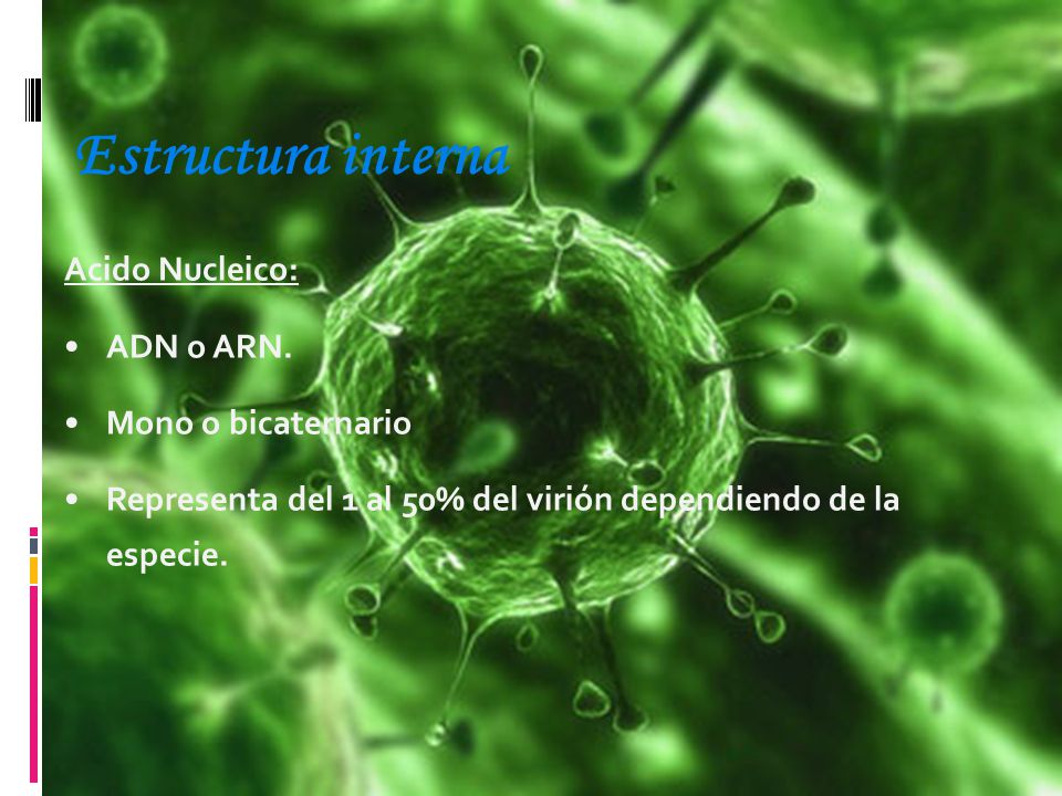 Estructura interna Acido Nucleico: ADN o ARN. Mono o bicaternario
