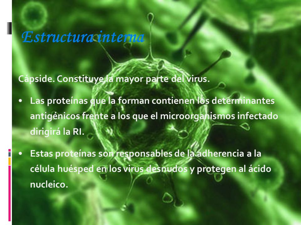 Estructura interna Cápside. Constituye la mayor parte del virus.