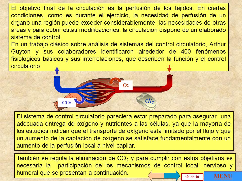 El objetivo final de la circulación es la perfusión de los tejidos