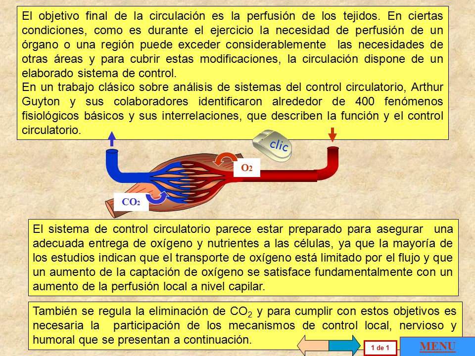 El objetivo final de la circulación es la perfusión de los tejidos