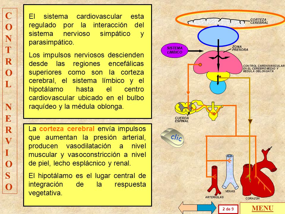CONTROL NERVIOSO. El sistema cardiovascular esta regulado por la interacción del sistema nervioso simpático y parasimpático.