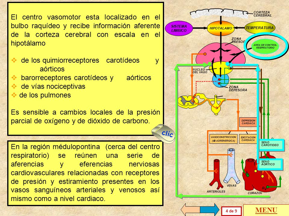de los quimiorreceptores carotídeos y aórticos