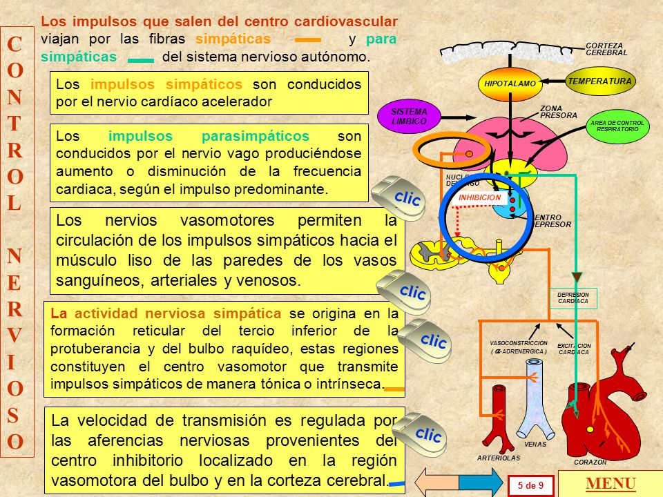 Los impulsos que salen del centro cardiovascular viajan por las fibras simpáticas y para simpáticas del sistema nervioso autónomo.
