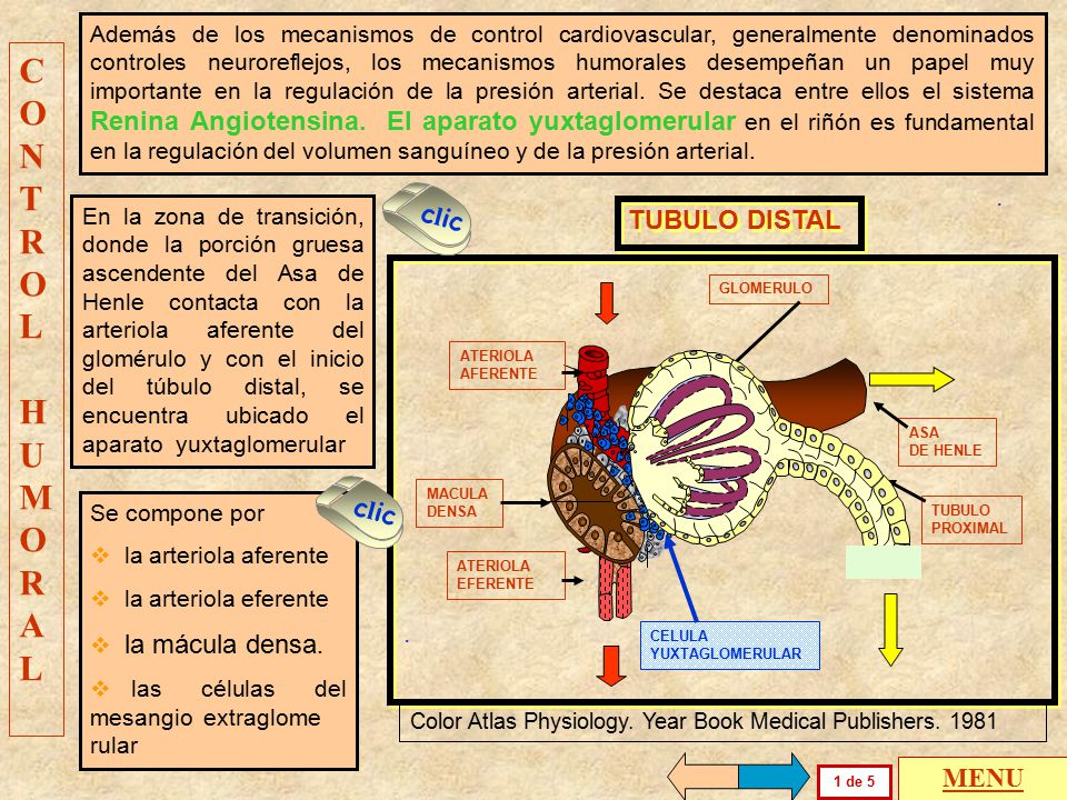 CONTRO L HUMORAL clic . TUBULO DISTAL clic . MENU