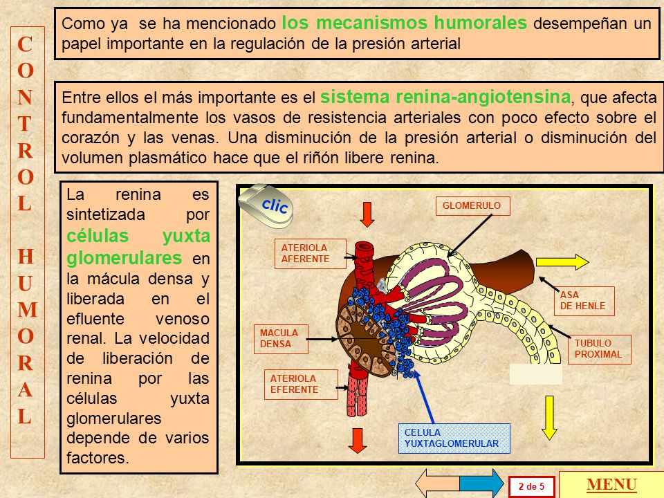 Como ya se ha mencionado los mecanismos humorales desempeñan un papel importante en la regulación de la presión arterial