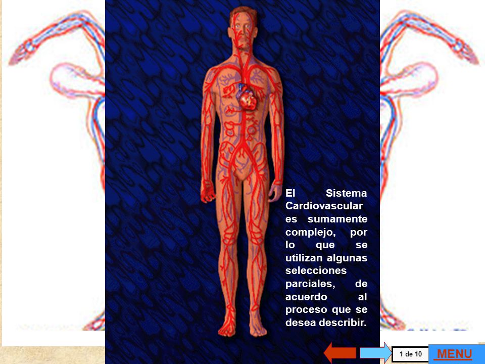 El Sistema Cardiovascular es sumamente complejo, por lo que se utilizan algunas selecciones parciales, de acuerdo al proceso que se desea describir.