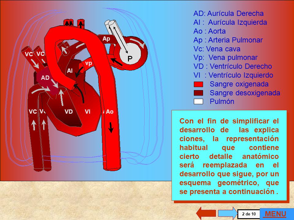 . AD: Aurícula Derecha AI : Aurícula Izquierda Ao : Aorta