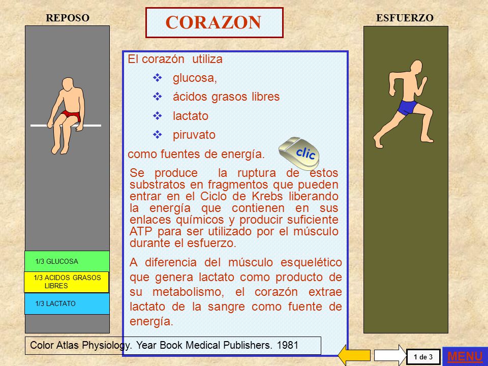CORAZON El corazón utiliza glucosa, ácidos grasos libres lactato