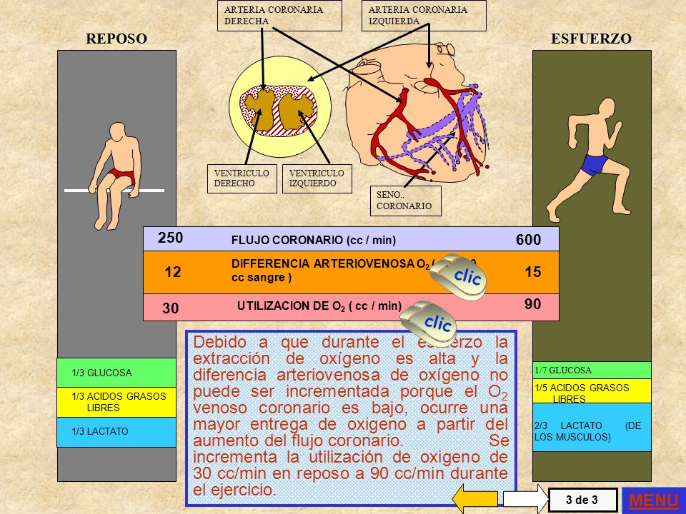 ARTERIA CORONARIA IZQUIERDA. VENTRICULO. IZQUIERDO. DERECHO. SENO.. CORONARIO. DERECHA. REPOSO.
