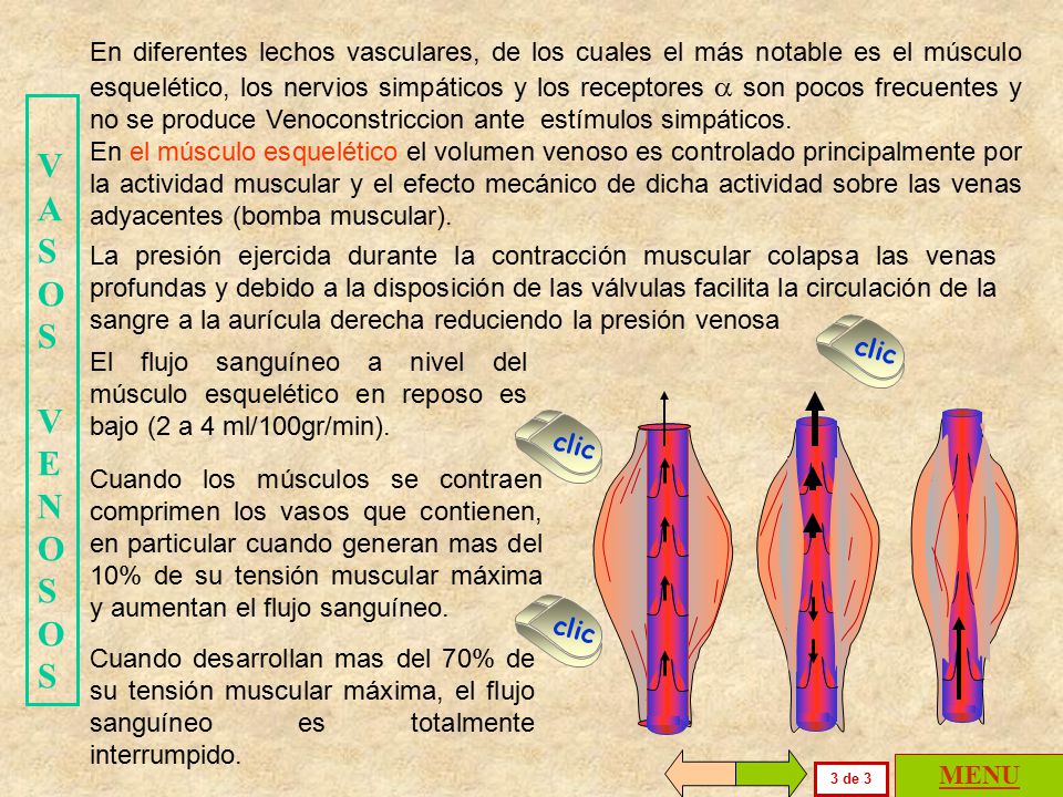 En diferentes lechos vasculares, de los cuales el más notable es el músculo esquelético, los nervios simpáticos y los receptores a son pocos frecuentes y no se produce Venoconstriccion ante estímulos simpáticos.