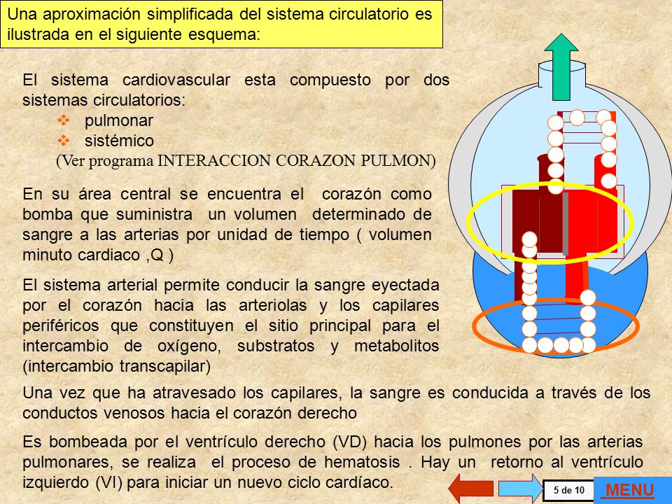 Una aproximación simplificada del sistema circulatorio es ilustrada en el siguiente esquema: