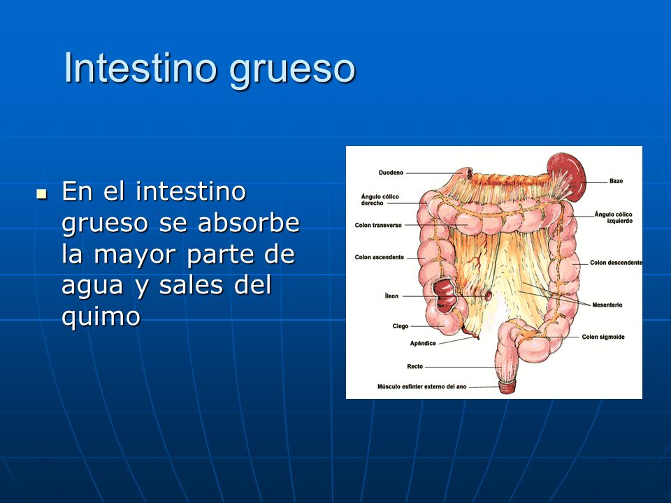 Intestino grueso En el intestino grueso se absorbe la mayor parte de agua y sales del quimo