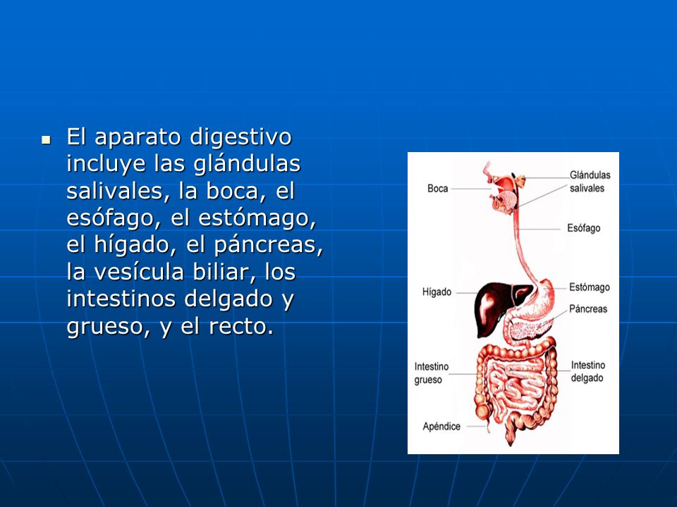 El aparato digestivo incluye las glándulas salivales, la boca, el esófago, el estómago, el hígado, el páncreas, la vesícula biliar, los intestinos delgado y grueso, y el recto.