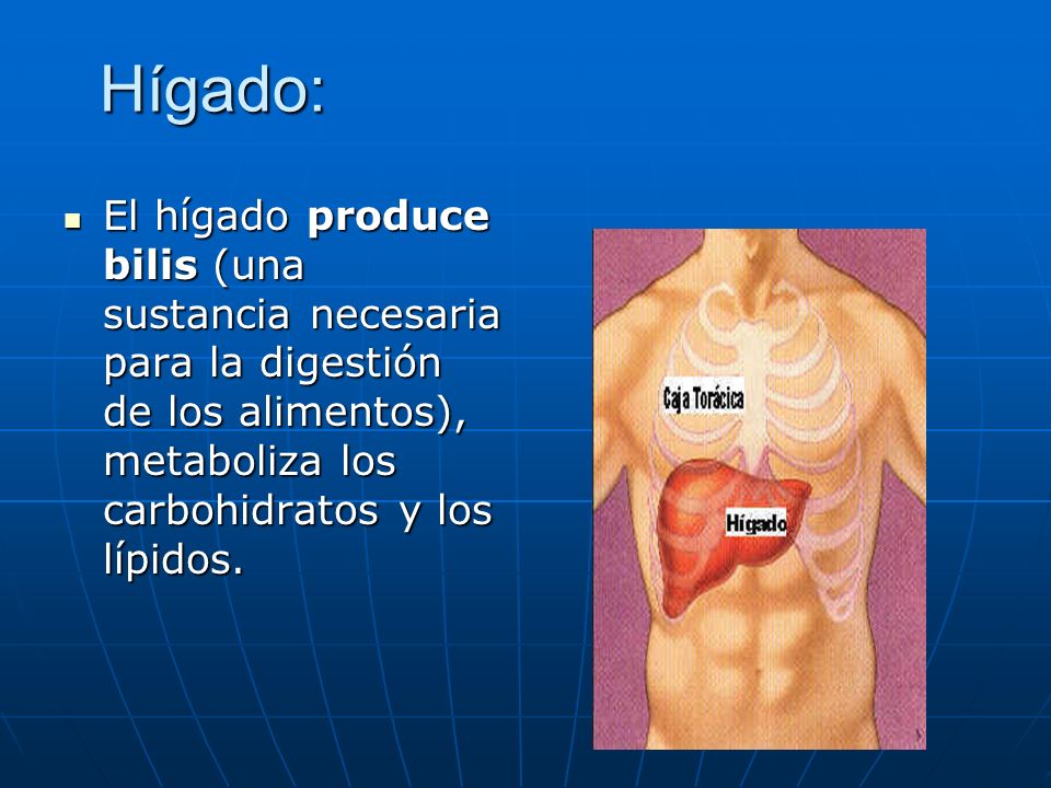 Hígado: El hígado produce bilis (una sustancia necesaria para la digestión de los alimentos), metaboliza los carbohidratos y los lípidos.