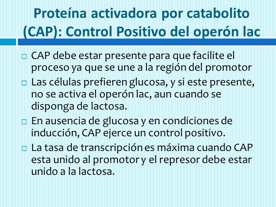 Proteína activadora por catabolito (CAP): Control Positivo del operón lac