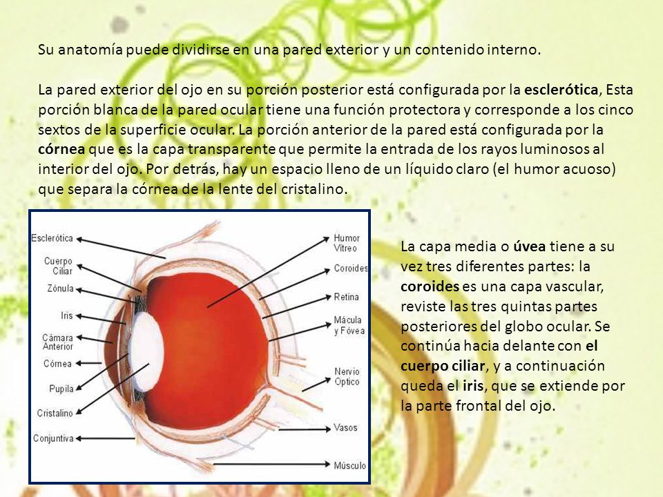 Su anatomía puede dividirse en una pared exterior y un contenido interno.