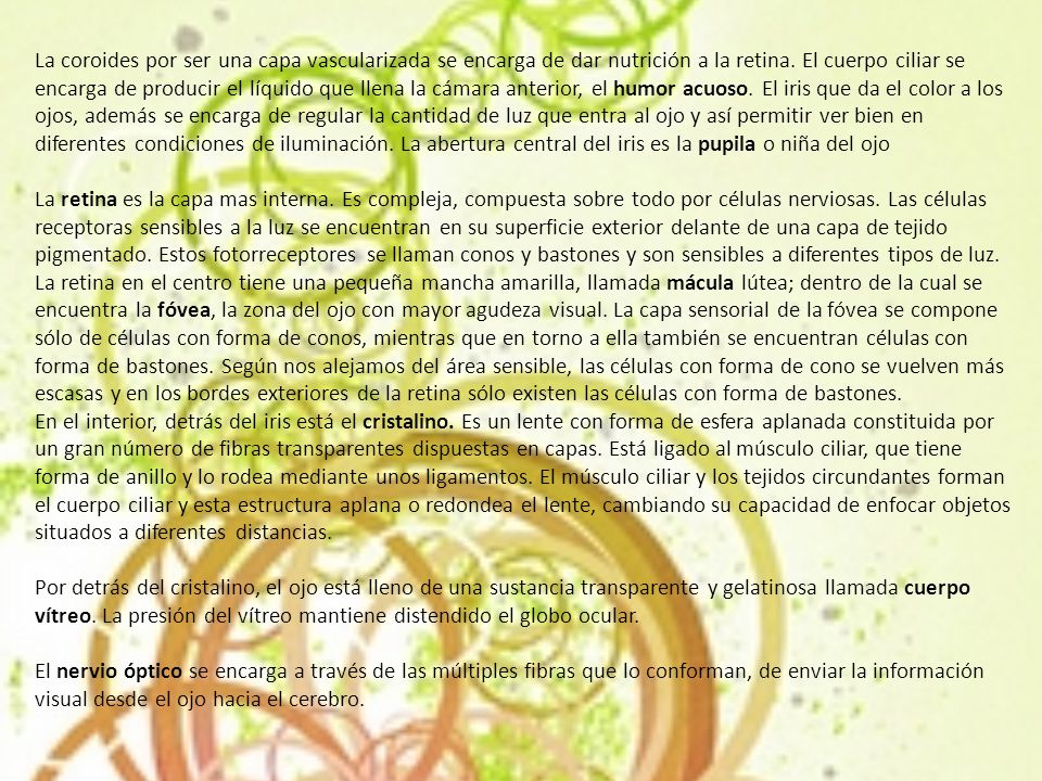 La coroides por ser una capa vascularizada se encarga de dar nutrición a la retina. El cuerpo ciliar se encarga de producir el líquido que llena la cámara anterior, el humor acuoso. El iris que da el color a los ojos, además se encarga de regular la cantidad de luz que entra al ojo y así permitir ver bien en diferentes condiciones de iluminación. La abertura central del iris es la pupila o niña del ojo La retina es la capa mas interna. Es compleja, compuesta sobre todo por células nerviosas. Las células receptoras sensibles a la luz se encuentran en su superficie exterior delante de una capa de tejido pigmentado. Estos fotorreceptores se llaman conos y bastones y son sensibles a diferentes tipos de luz. La retina en el centro tiene una pequeña mancha amarilla, llamada mácula lútea; dentro de la cual se encuentra la fóvea, la zona del ojo con mayor agudeza visual. La capa sensorial de la fóvea se compone sólo de células con forma de conos, mientras que en torno a ella también se encuentran células con forma de bastones. Según nos alejamos del área sensible, las células con forma de cono se vuelven más escasas y en los bordes exteriores de la retina sólo existen las células con forma de bastones.