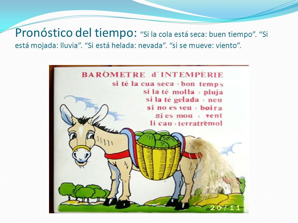 Pronóstico del tiempo: Si la cola está seca: buen tiempo