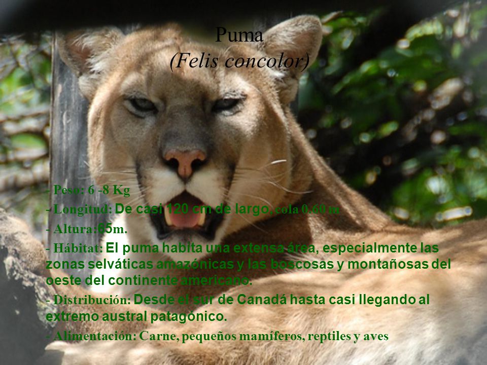 Puma (Felis concolor) - Peso: 6 -8 Kg