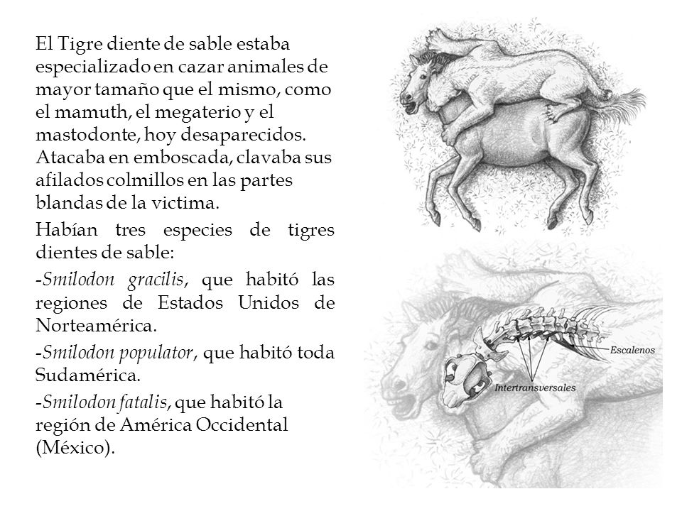 El Tigre diente de sable estaba especializado en cazar animales de mayor tamaño que el mismo, como el mamuth, el megaterio y el mastodonte, hoy desaparecidos. Atacaba en emboscada, clavaba sus afilados colmillos en las partes blandas de la victima.