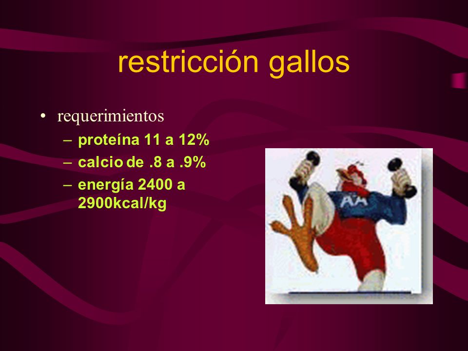 restricción gallos requerimientos proteína 11 a 12% calcio de .8 a .9%