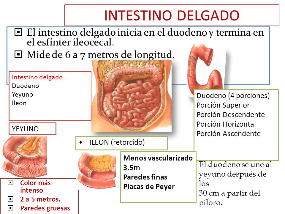 INTESTINO DELGADO El intestino delgado inicia en el duodeno y termina en el esfínter ileocecal. Mide de 6 a 7 metros de longitud.