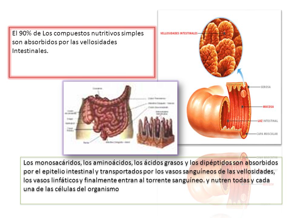 El 90% de Los compuestos nutritivos simples son absorbidos por las vellosidades
