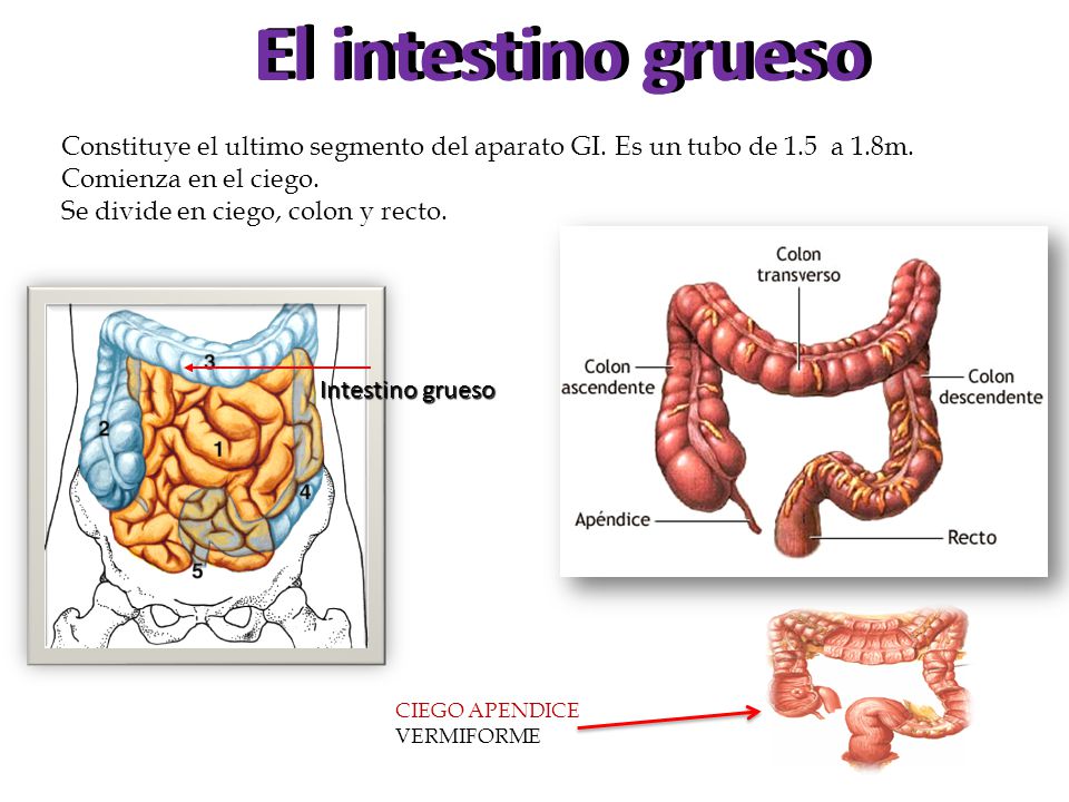 El intestino grueso Constituye el ultimo segmento del aparato GI. Es un tubo de 1.5 a 1.8m. Comienza en el ciego.