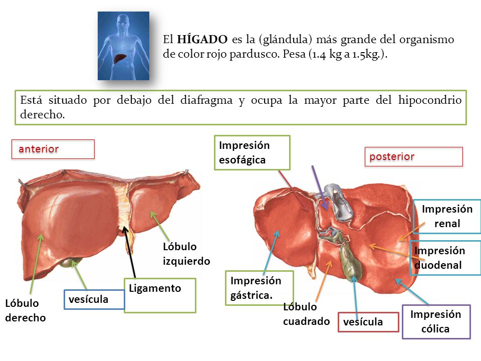 El HÍGADO es la (glándula) más grande del organismo de color rojo pardusco. Pesa (1.4 kg a 1.5kg.).