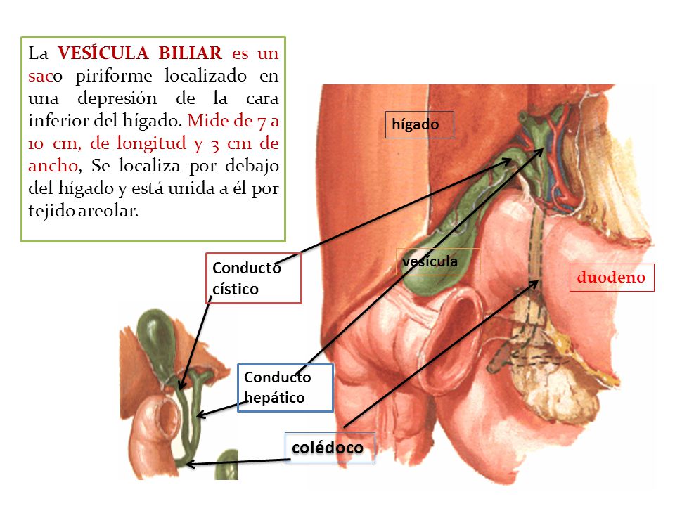 La VESÍCULA BILIAR es un saco piriforme localizado en una depresión de la cara inferior del hígado. Mide de 7 a 10 cm, de longitud y 3 cm de ancho, Se localiza por debajo del hígado y está unida a él por tejido areolar.