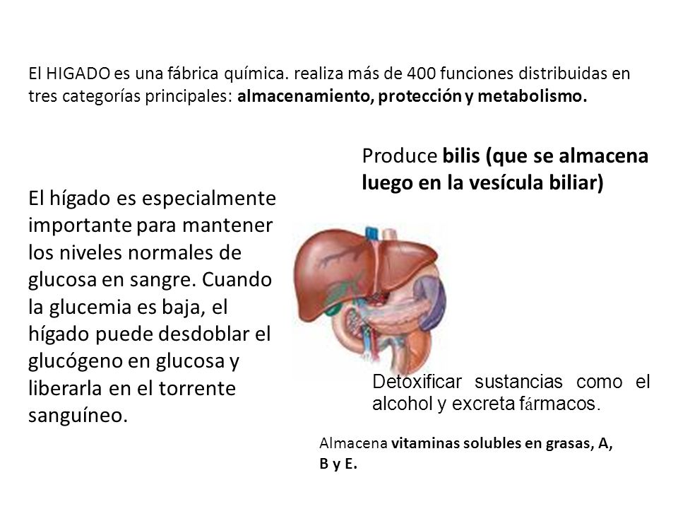 Produce bilis (que se almacena luego en la vesícula biliar)