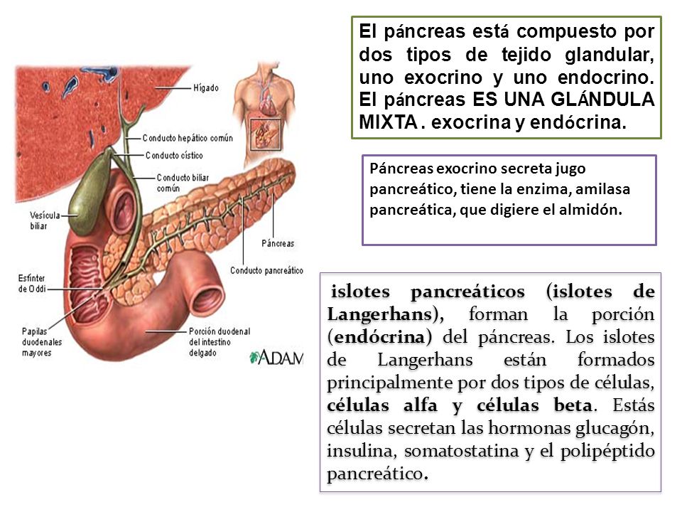 El páncreas está compuesto por dos tipos de tejido glandular, uno exocrino y uno endocrino. El páncreas ES UNA GLÁNDULA MIXTA . exocrina y endócrina.