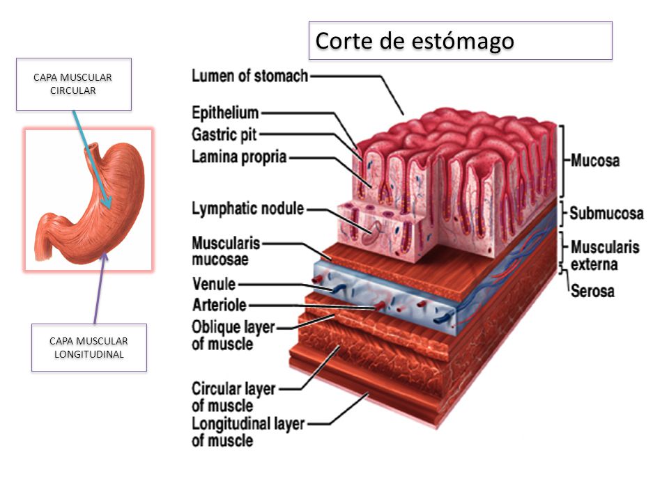 Corte de estómago CAPA MUSCULAR CIRCULAR CAPA MUSCULAR LONGITUDINAL