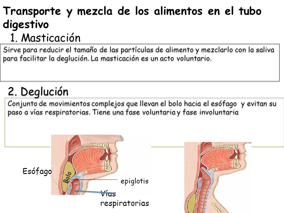 Transporte y mezcla de los alimentos en el tubo digestivo