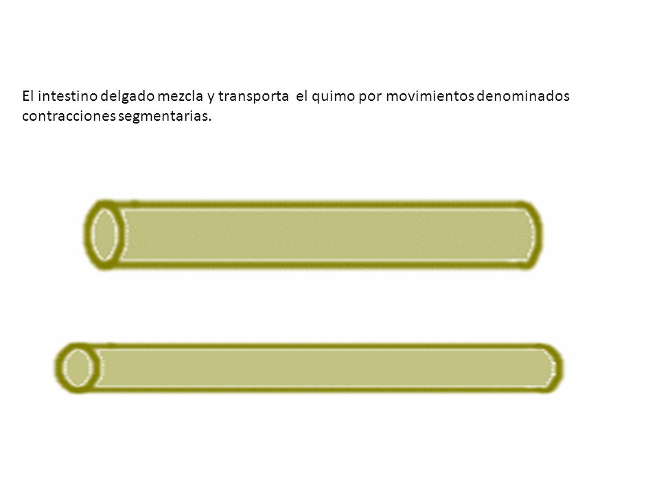 El intestino delgado mezcla y transporta el quimo por movimientos denominados contracciones segmentarias.