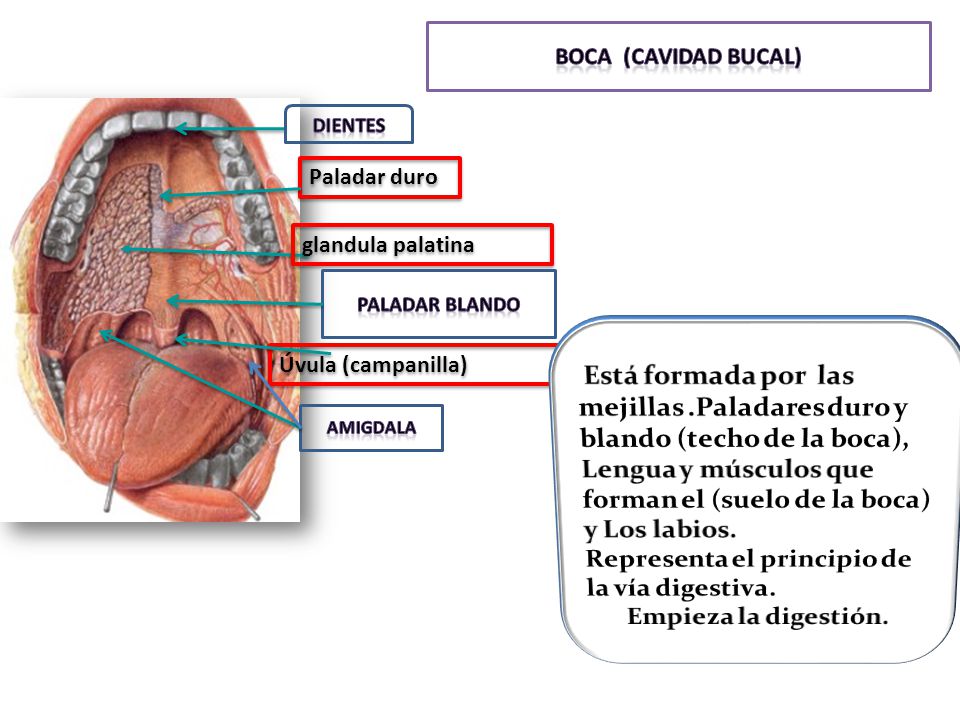 Representa el principio de la vía digestiva. Empieza la digestión.